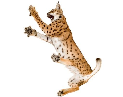 Wallstickers djur No.370 Attacking Lynx