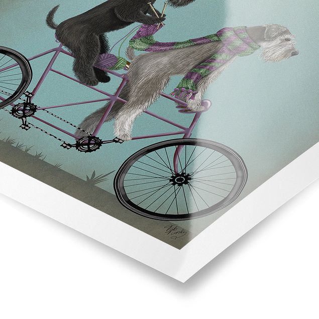 Posters djur Cycling - Schnauzer Tandem