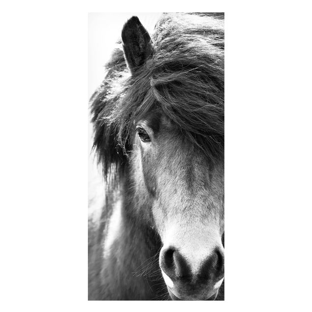 Tavlor hästar Icelandic Horse In Black And White