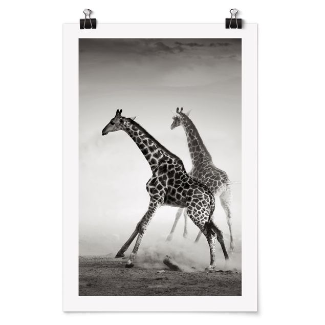 Posters djur Giraffe Hunt