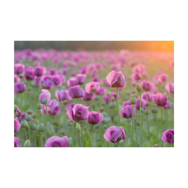 lila mattor Purple Poppy Flower Meadow In Spring