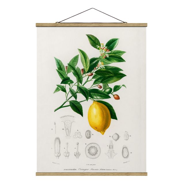 Tavlor blommor  Botany Vintage Illustration Of Lemon