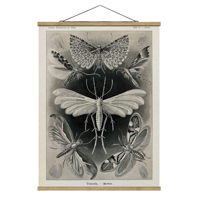 Tavlor vintage Vintage Board Moths And Butterflies