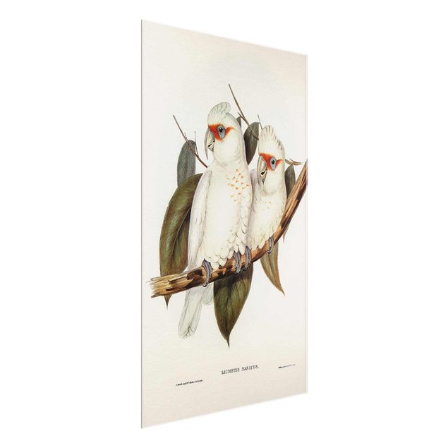 Tavlor blommor  Vintage Illustration White Cockatoo
