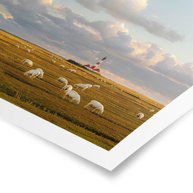 Posters stränder North Sea Lighthouse With Flock Of Sheep