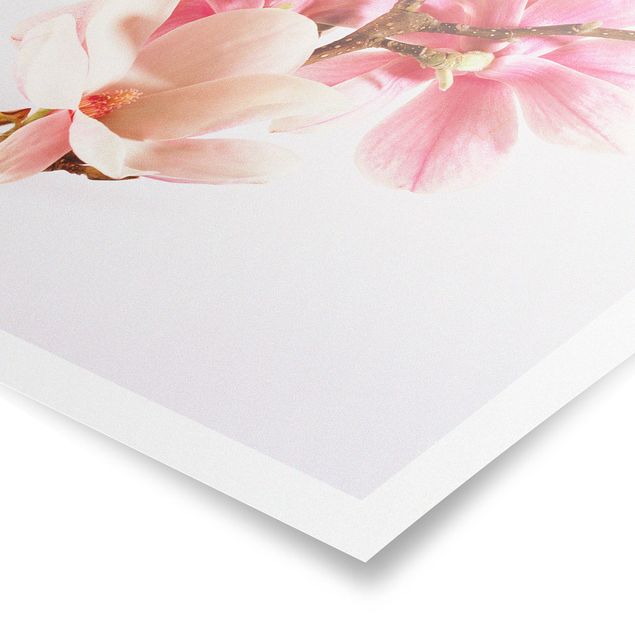Tavlor rosa Magnolia Blossoms