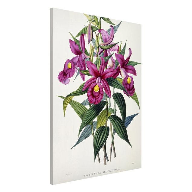 Tavlor orkidéer Maxim Gauci - Orchid I