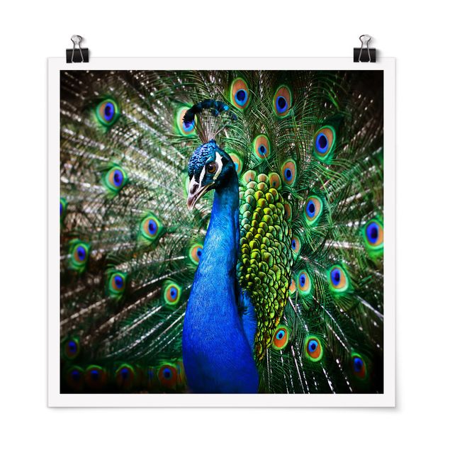 Tavlor fjädrar Noble Peacock