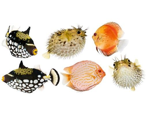 Autocolantes de parede animais No.618 Fish Set
