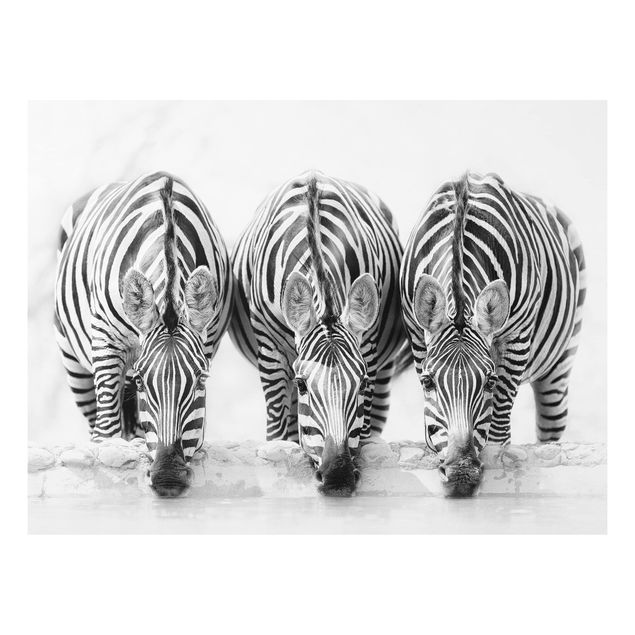 Tavlor zebror Zebra Trio In Black And White