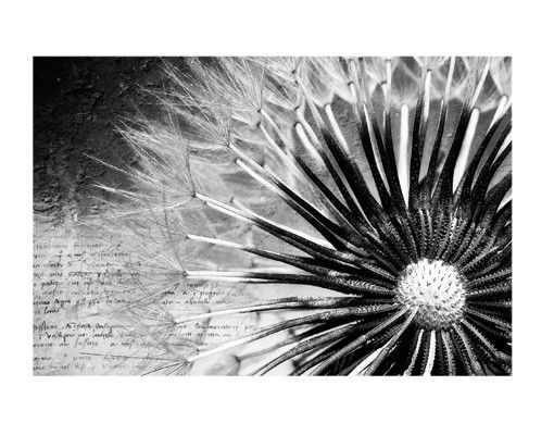 Fönsterdekaler blommor  Dandelion Black & White