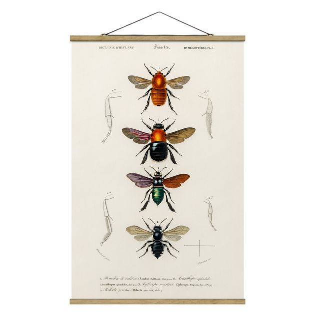 Tavlor djur Vintage Board Insects