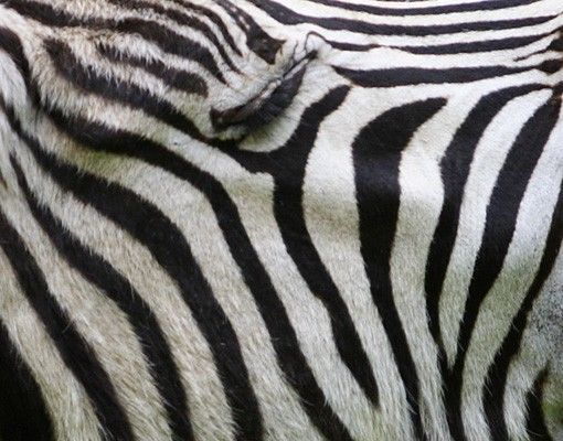 Kakel klistermärken Roaring Zebra