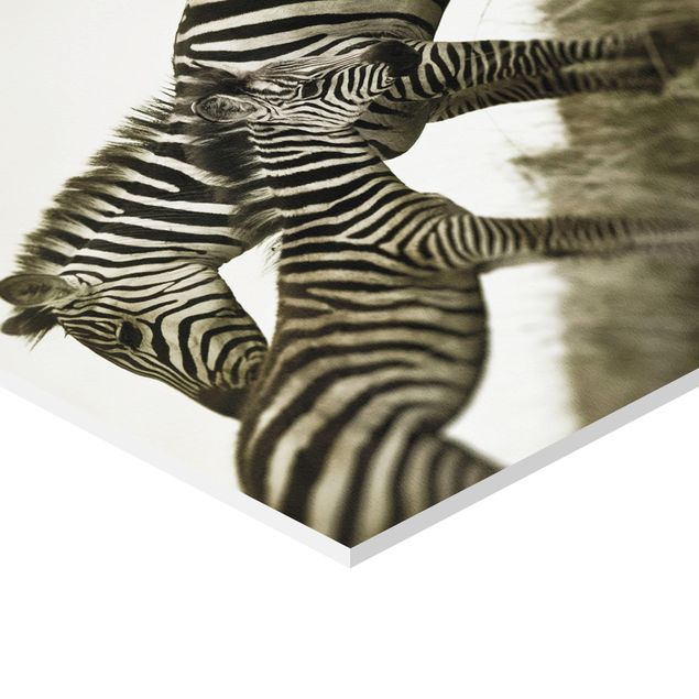 Hexagonala tavlor Zebra Couple