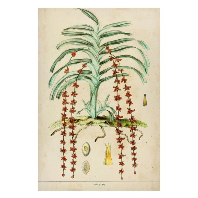 Magnettavla blommor  Vintage Board Exotic Palms IV