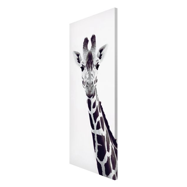 Magnettavla djur Giraffe Portrait In Black And White