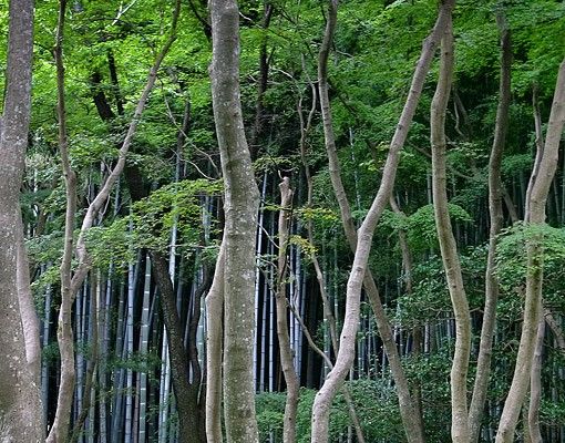 Kakel klistermärken Japanese Forest