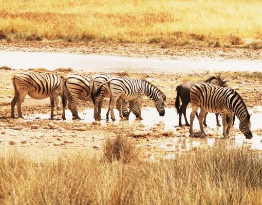 Kakel klistermärken Zebras' lives