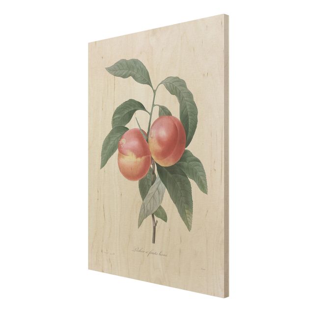 Trätavlor vintage Botany Vintage Illustration Peach