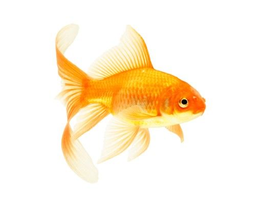 Fönsterdekaler djur Ms Goldfish