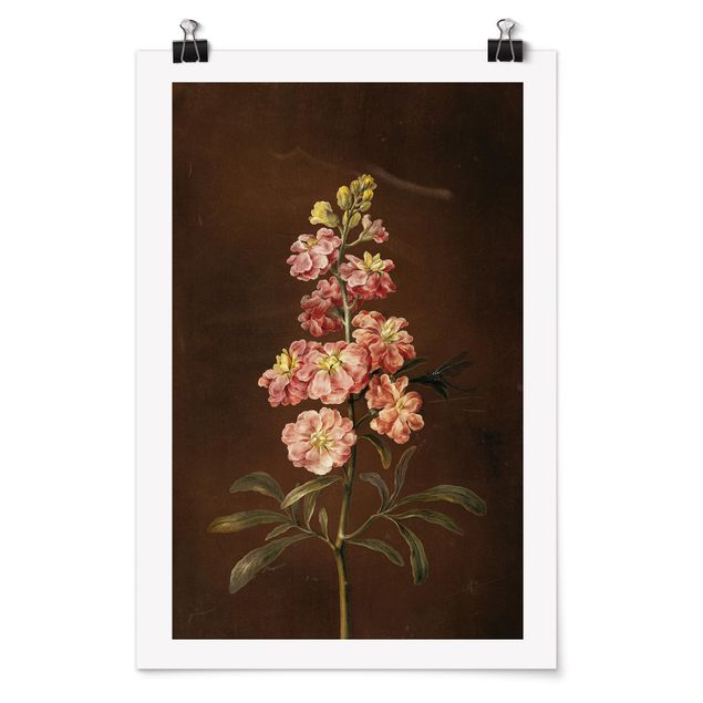 Posters blommor  Barbara Regina Dietzsch - A Light Pink Gillyflower
