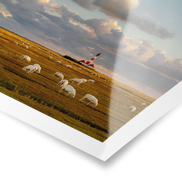 Posters djur North Sea Lighthouse With Flock Of Sheep