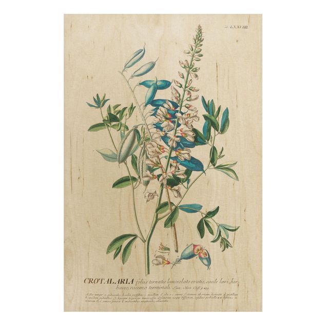 Trätavlor blommor  Vintage Botanical Illustration Legumes