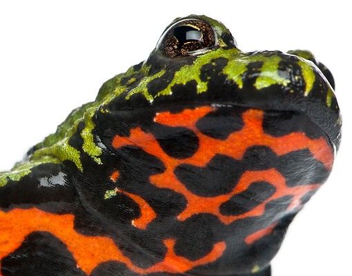 Kakel klistermärken Fire-bellied Toad