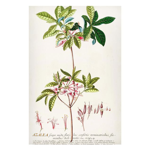 Magnettavla blommor  Vintage Botanical Illustration Azalea