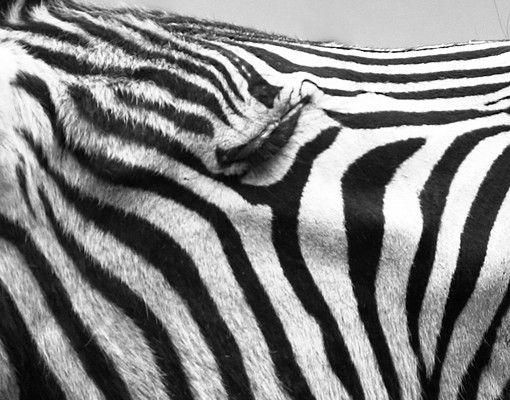 Kakel klistermärken Roaring Zebra ll