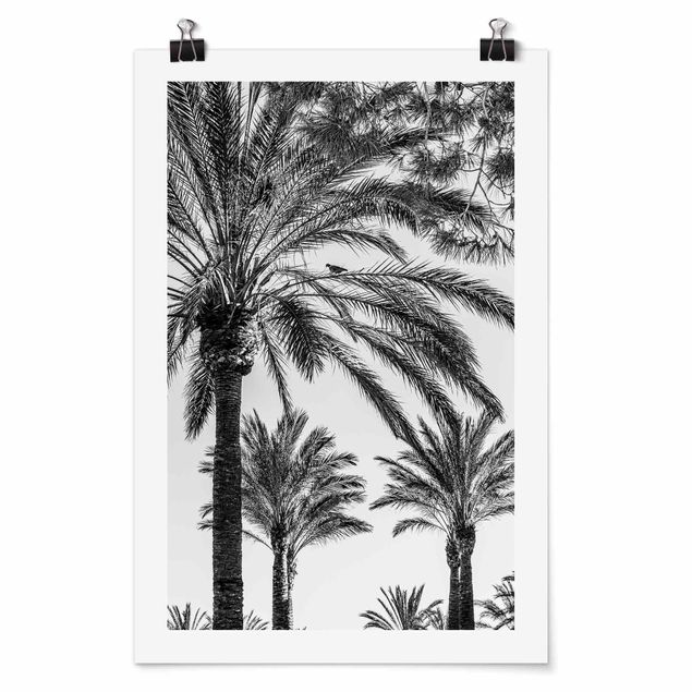 Posters svart och vitt Palm Trees At Sunset Black And White