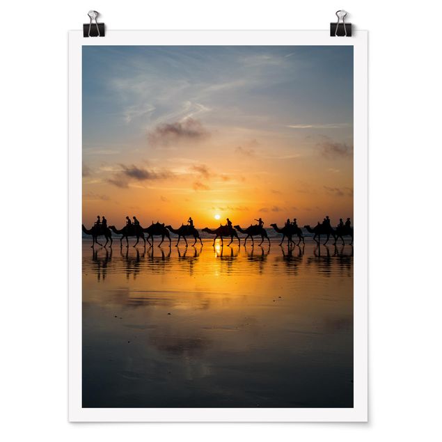 Posters djur Camels in the sunset