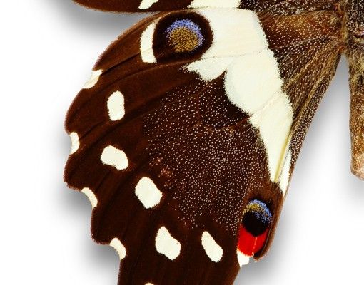 Självhäftande folier Nymphalidae In Earth Tones