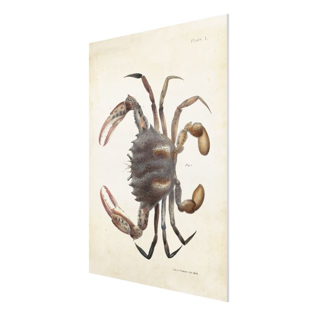 Tavlor vintage Vintage Illustration Crab