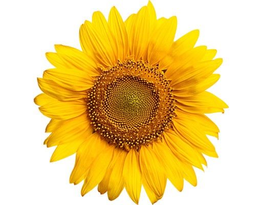 Fönsterdekaler blommor  Sunflowerblossom