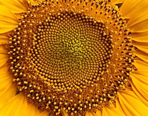 Självhäftande folier Sunflowerblossom