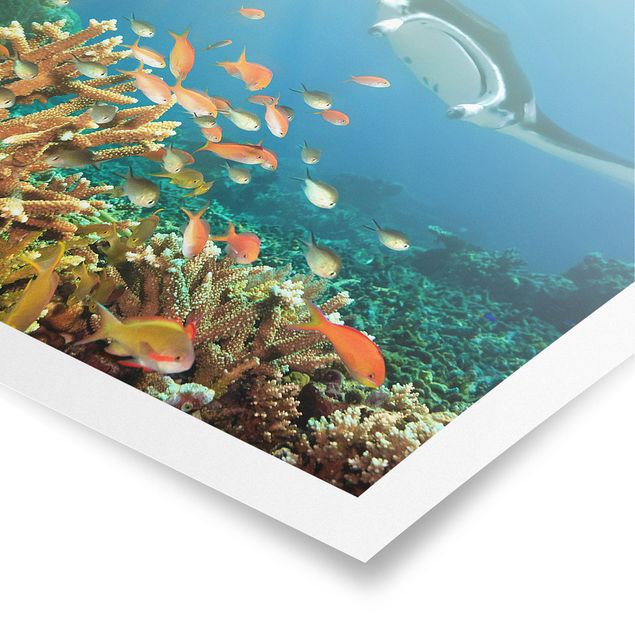 Posters djur Coral reef