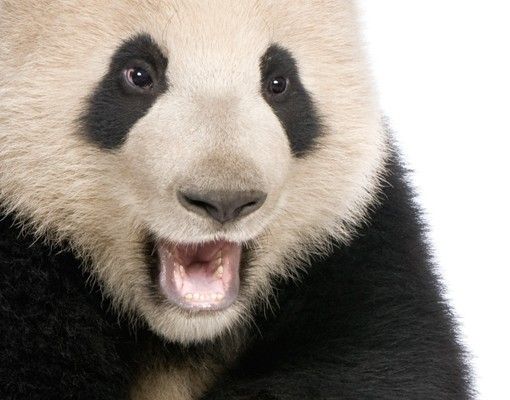 Självhäftande folier Laughing Panda