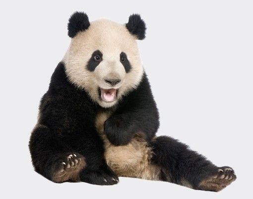 Fönsterdekaler djur Laughing Panda