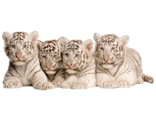 Autocolantes de parede animais No.504 Bengal Tiger Babies