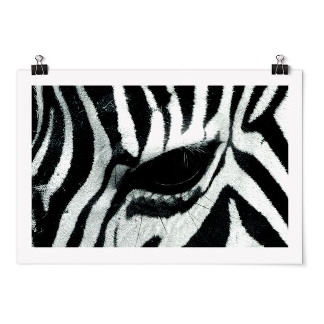 Posters djur Zebra Crossing