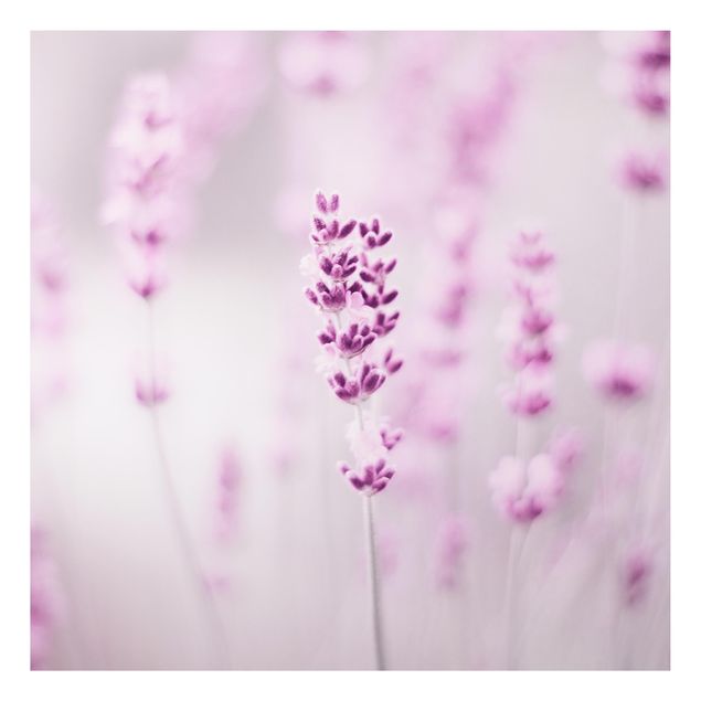 Tavlor blommor Pale Purple Lavender