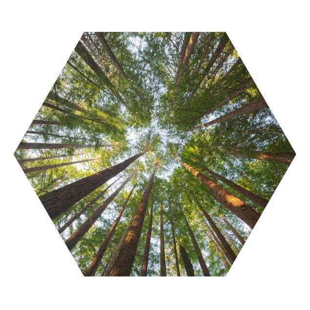 Tavlor natur Sequoia Tree Tops