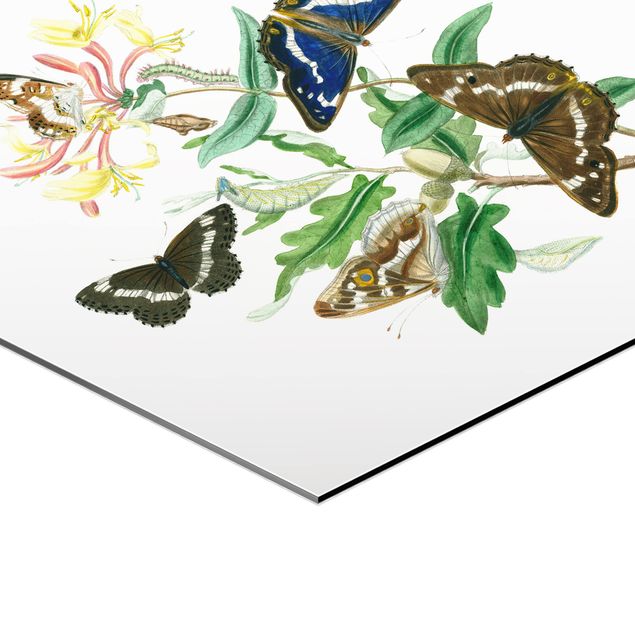 Hexagonala tavlor British Butterflies IV