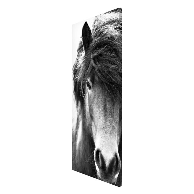 Magnettavla djur Icelandic Horse In Black And White