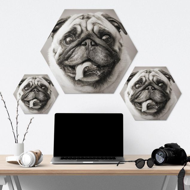 Hexagonala tavlor Funny Pug