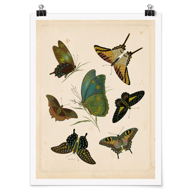 Posters djur Vintage Illustration Exotic Butterflies