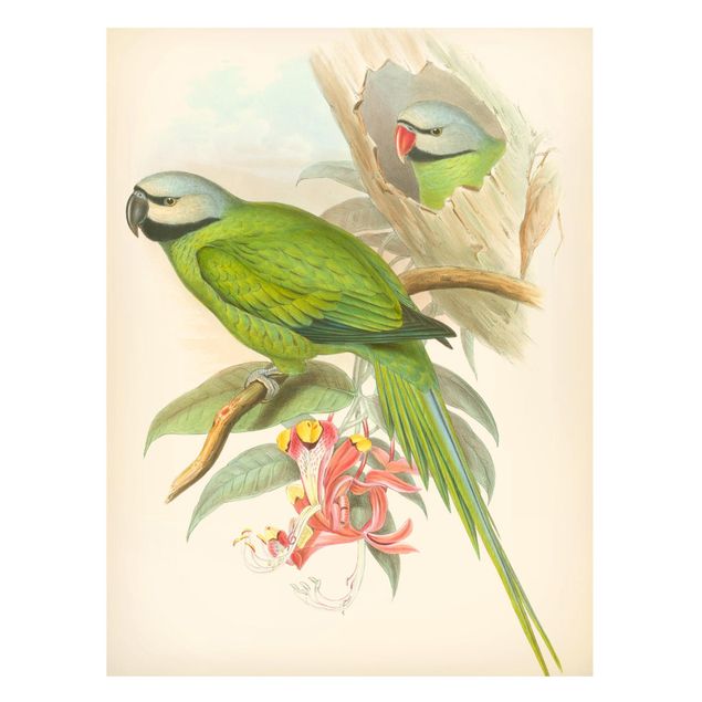 Magnettavla blommor  Vintage Illustration Tropical Birds II
