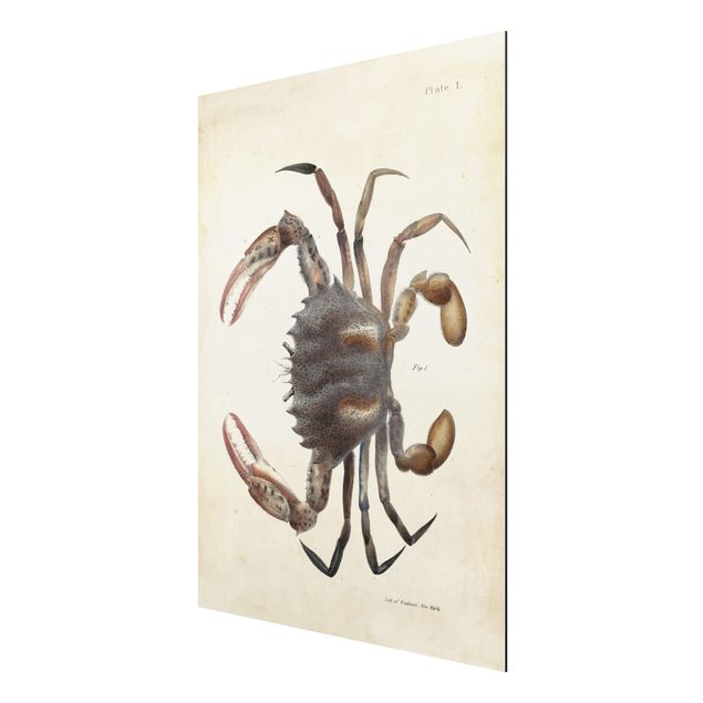 Tavlor vintage Vintage Illustration Crab