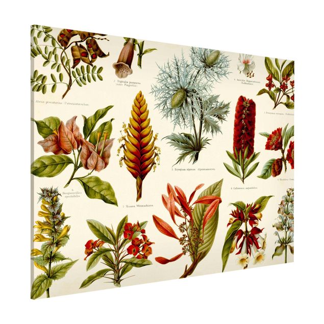 Kök dekoration Vintage Board Tropical Botany I